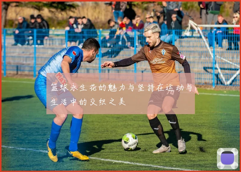 篮球永生花的魅力与坚持在运动与生活中的交织之美